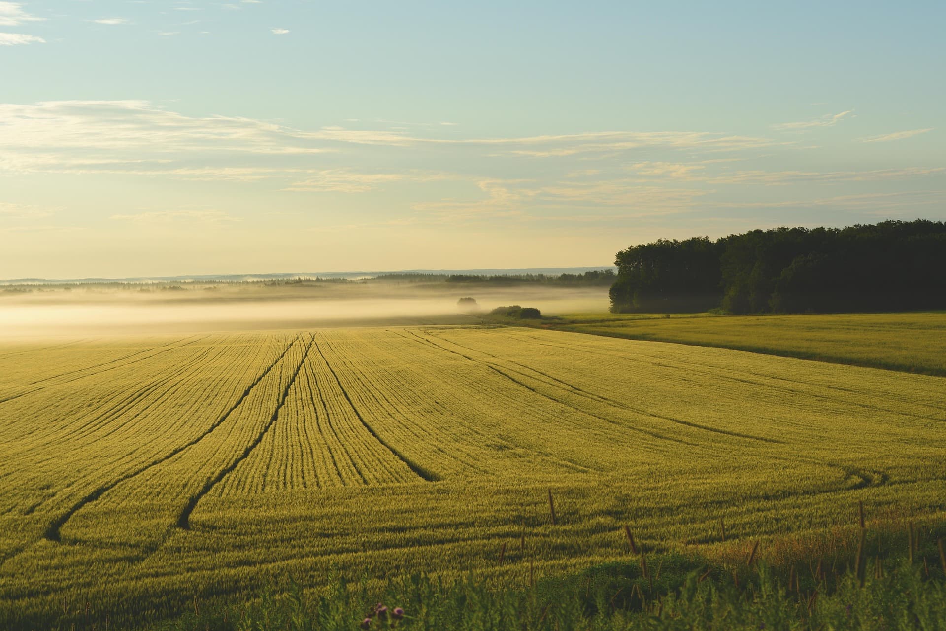 Open farmland showing the kind of idle land that can lose value when left unused