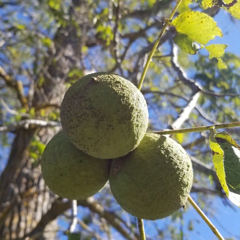 Black walnut fruits growing on branch at Little Tree Farm