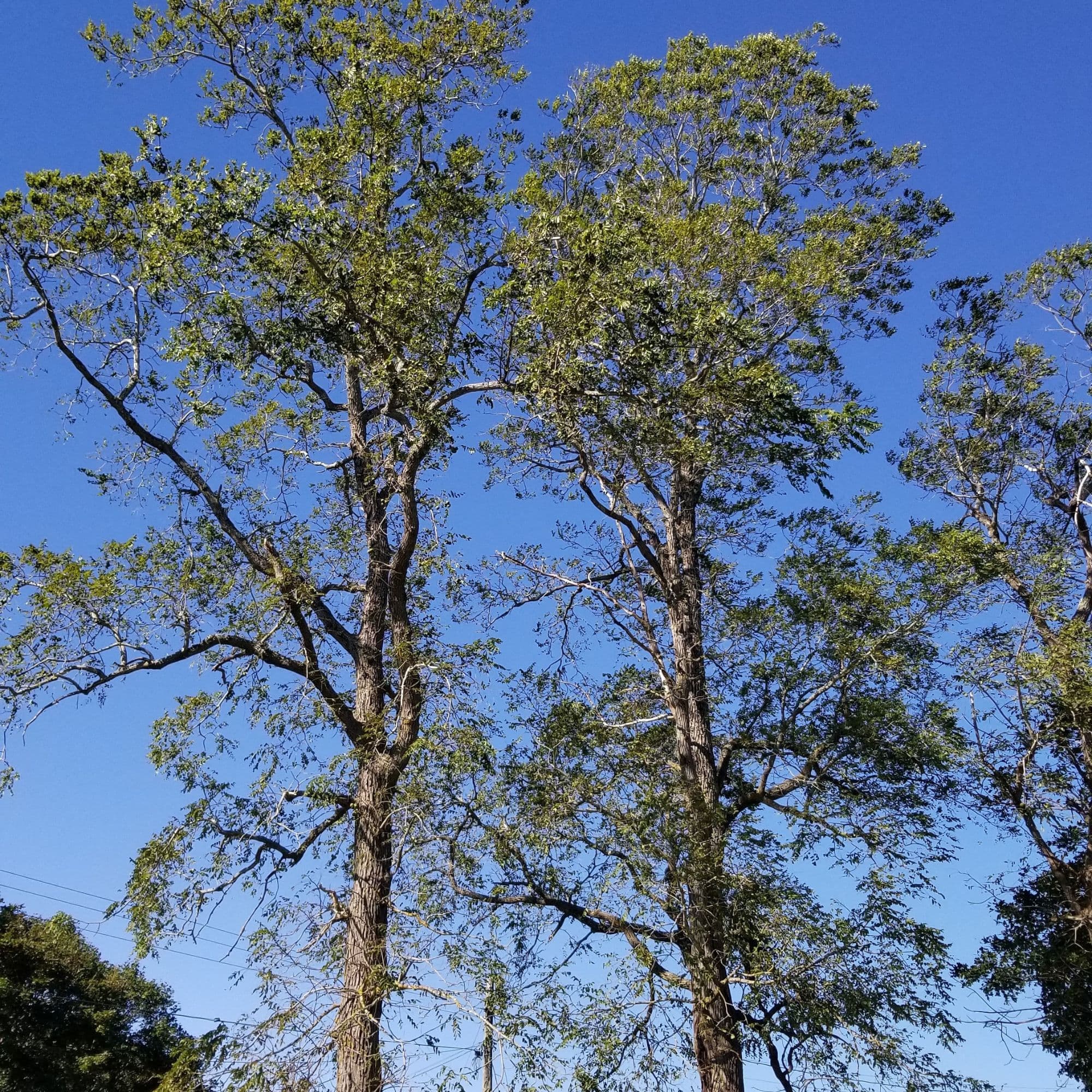 Tall mature black walnut trees reaching into a clear blue sky at Little Tree Farm
