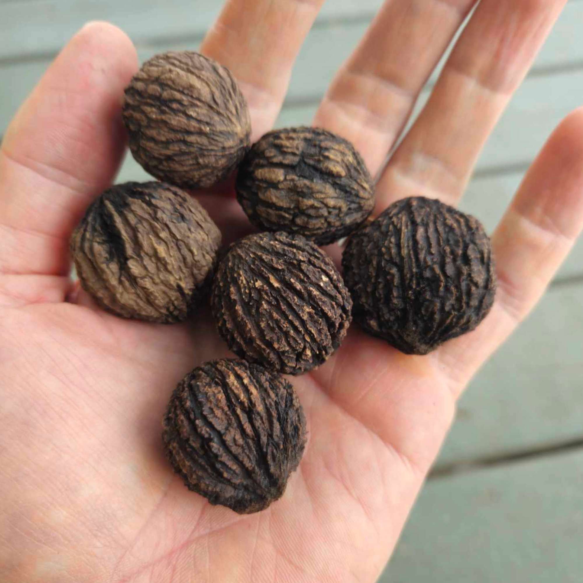 Black walnuts held in hand — the tangible reward of patient timber investment at Little Tree Farm