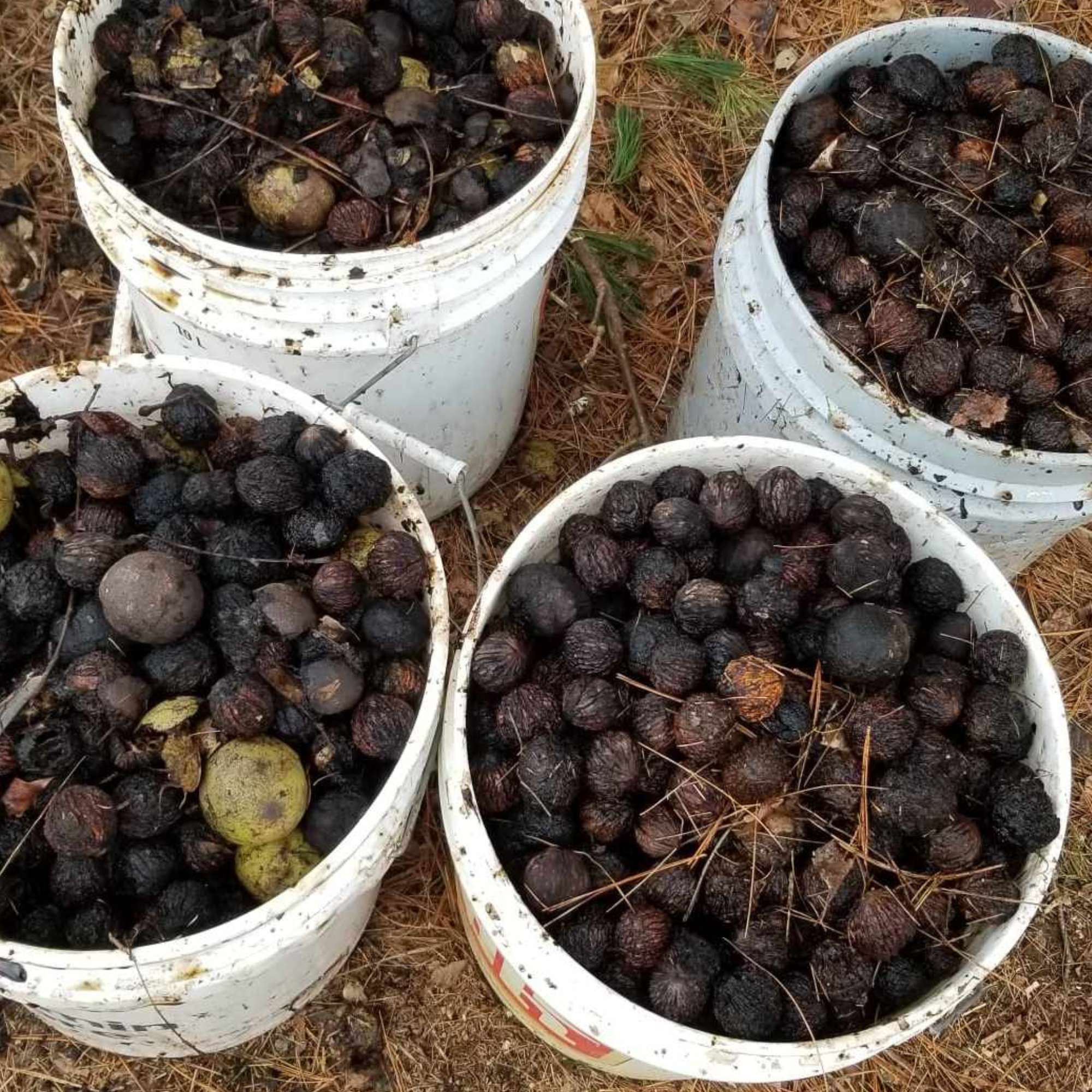Buckets of harvested black walnuts collected at Little Tree Farm
