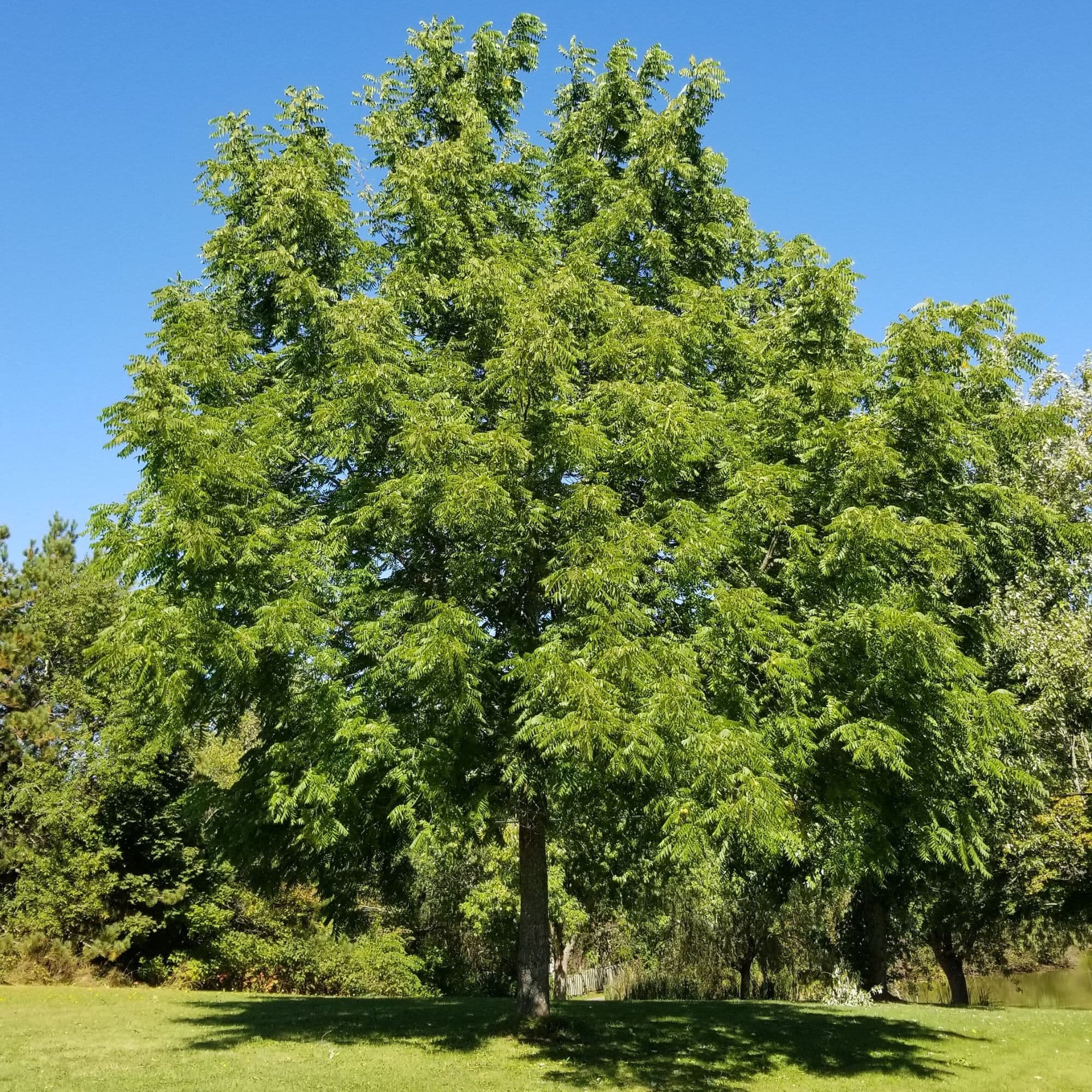 Mature black walnut tree growing at Little Tree Farm in Nova Scotia